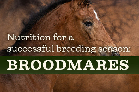 Broodmares: Nutrition for a successful breeding season